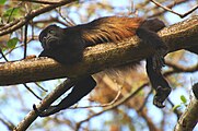 Female (Costa Rican Pacific Dry Forests).