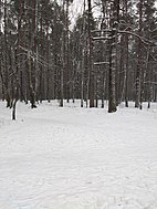 Anniņmuižas parks Rīgā, 25. februāris