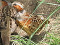 Chinese bamboo partridge