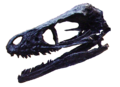 Bambiraptor skull