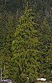 Cupressus nootkatensis (Nootka Cypress)