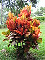 Hojas de Croton (Codiaeum variegatum))