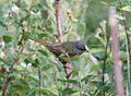 Snowbird, Utah