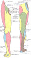 Diagramma della distribuzione dei nervi cutanei dell'arto inferiore.