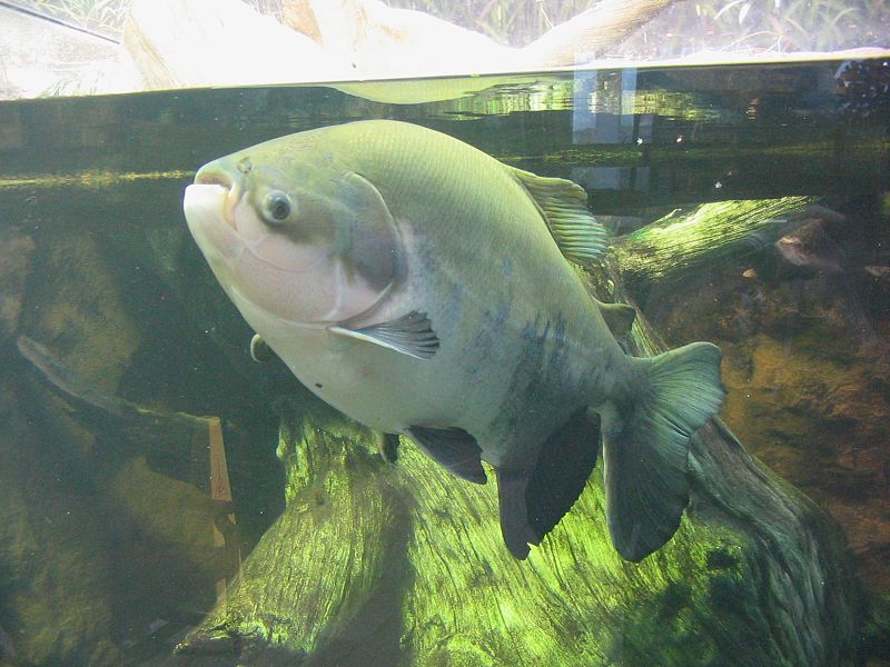 File:Pacu shedd.jpg