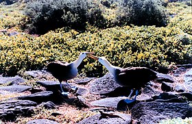 Albatroz-das-galápagos