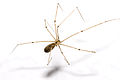 Daddy long-legs spiders, of the Pholcidae family