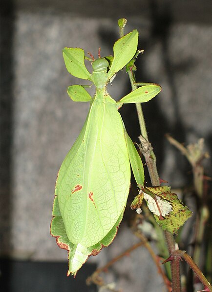 File:Phyllium siccifolium - Weibchen.JPG