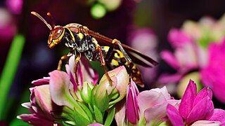 Polistes versicolor buscando alimento