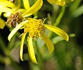 Close-up on a flower