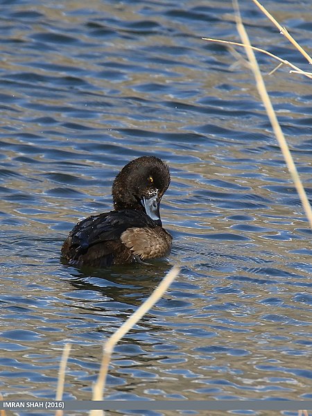 File:Tufted Duck (Aythya fuligula) (30948362314).jpg