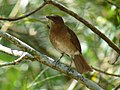 Turdus ignobilis (cat.)