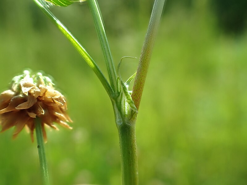 File:Trifolium hybridum - alsike clover - 53067031380.jpg