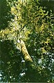 White beech, Lamington National Park, Qld