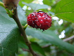 Mulberry (Morus alba) China native (3462929877).jpg