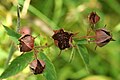 Dried seed heads with seeds, Shetland, UK