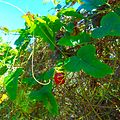 Passiflora foetida with Fruit