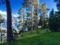 Image 8Preserved internal alpine forest and meadow, Vanoise National Park (from Alps)