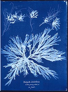 A white silhouette of pressed seaweed on a bright blue background. Written underneath the specimen is "Dictyota dichotoma in the young state and in fruit".