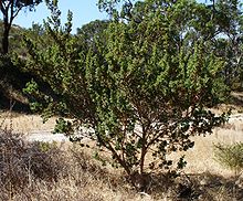 A green, upright shrub in a field with yellow grass, with other green plants in the background