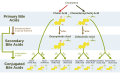 Synthesis of the remaining 10 bile acids (2 secondary, 8 conjugated) from the two primary bile acids.