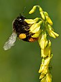 Blütenbesuch durch Bombus lapidarius