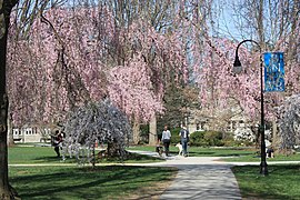 Bryn Mawr College Walkway.jpg