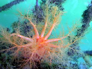 Bouche d'une Cucumaria miniata, pourvue de bras tentaculaires arborescents en fractales, destinés au filtrage de l'eau.