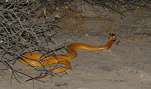 Cape Cobra (Naja nivea) (45167579285).jpg