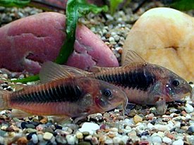 Kuparimonninen (Corydoras aeneus)