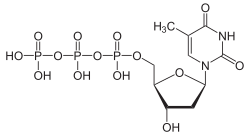 Image illustrative de l’article Thymidine triphosphate