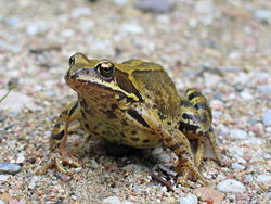 Butsnudet frø (Rana temporaria)