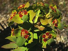 Euphorbia oxyphylla (9221489657).jpg