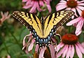 Feeding on a Purple Coneflower