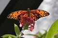 Gulf Fritillary