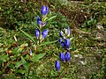 Photo couleur de fleurs bleues des gentianes du Japon.