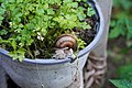 Helix pomatia - adult in pot