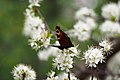 Aglais io on flowers