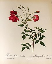 Rosa indica sertulata, before 1818