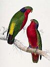 Rimatara lorikeet