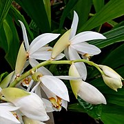 Coelogyne hirtella