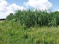 Same constructed wetland, two years later