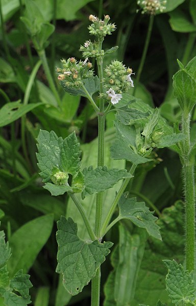 File:Nepeta cataria 2 RF.jpg