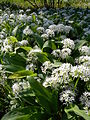 Botanical Garden Bern, Switzerland