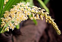 Coelogyne multiflora