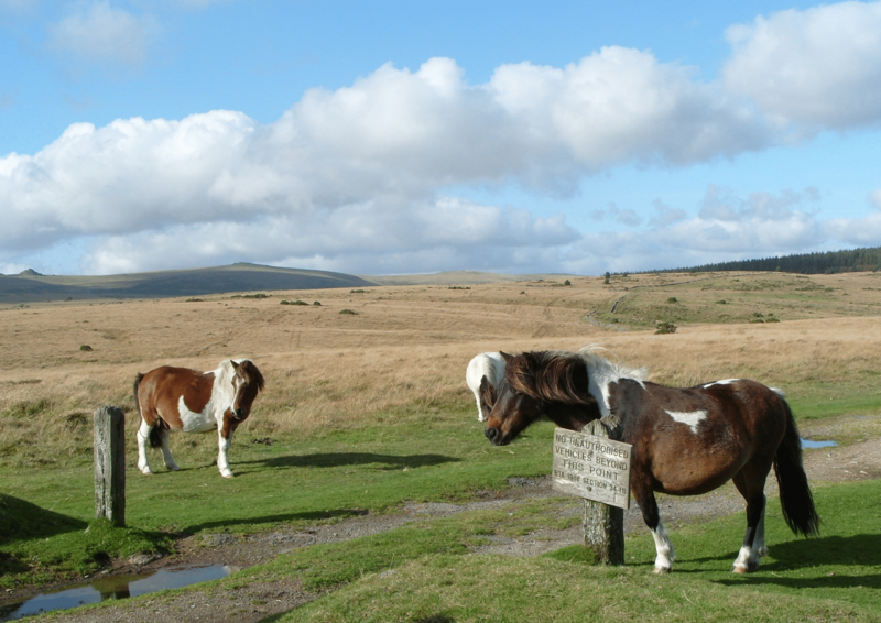 File:Dartmoor Ponies.png