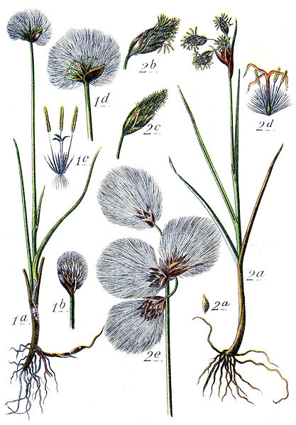 File:Eriophorum spp Sturm16.jpg