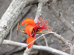 Erythrina velutina (Huayrul ).jpg