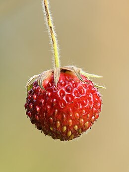 Fragaria viridis fruit - Keila.jpg