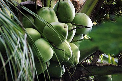 Cocos nucifera]]